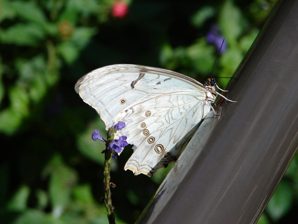 Butterfly World 426