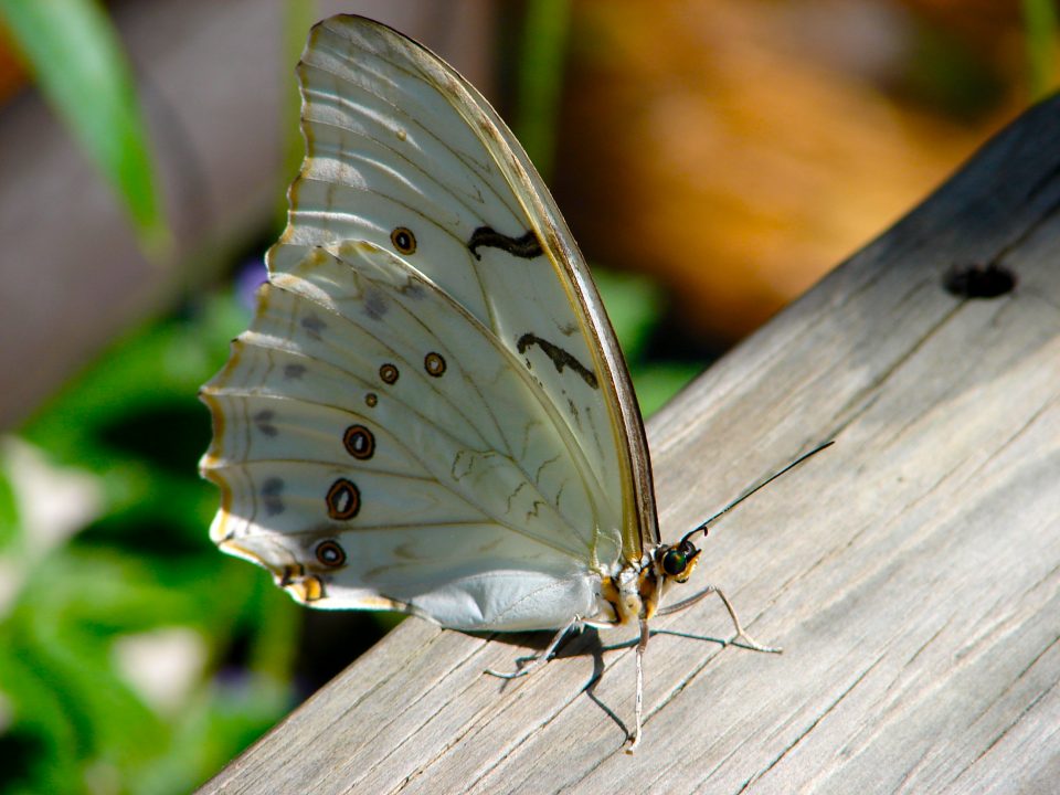 Butterfly World 427