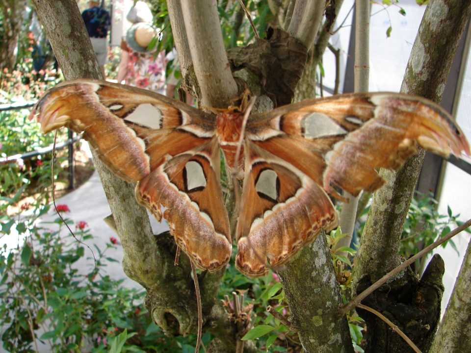 Butterfly World 428