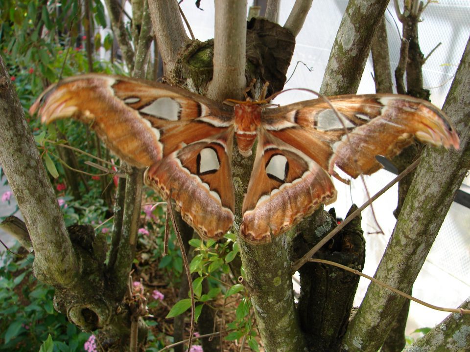 Butterfly World 429