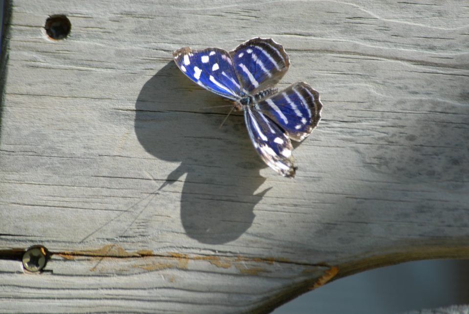 Butterfly World 43