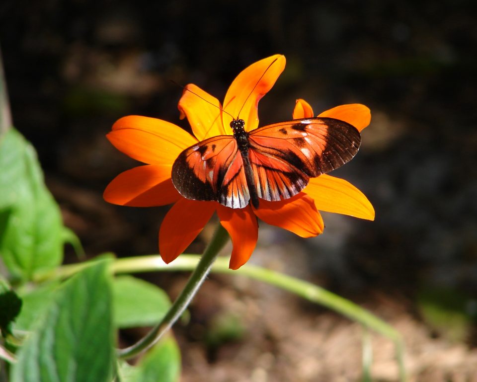 Butterfly World 432