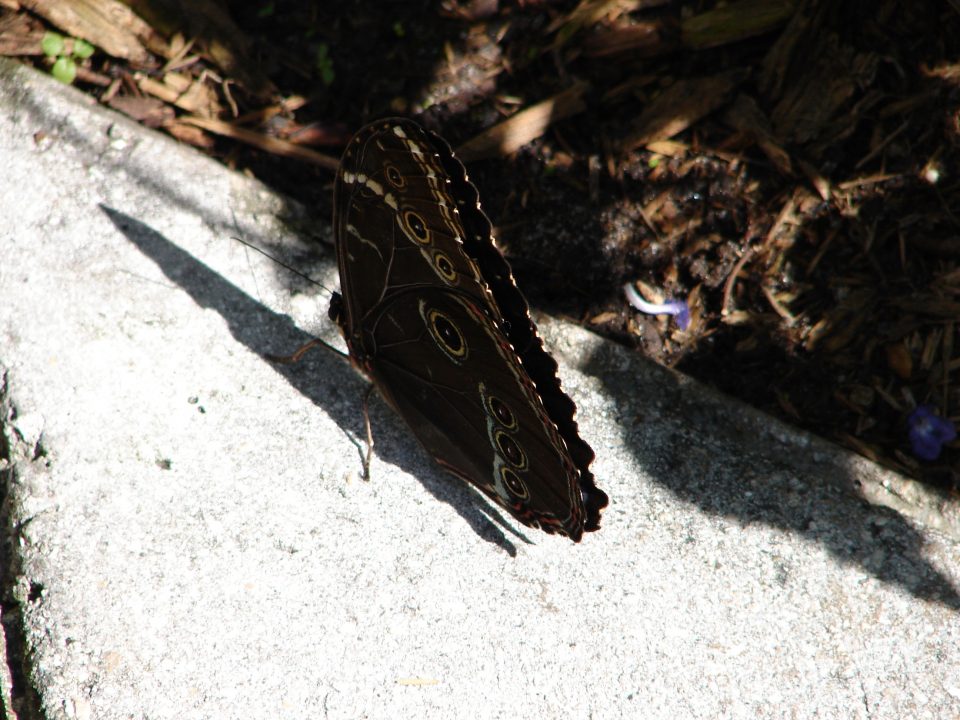 Butterfly World 433