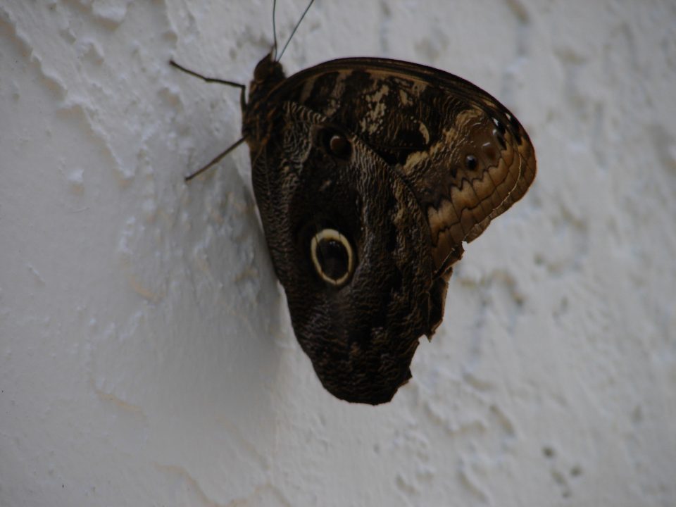 Butterfly World 435