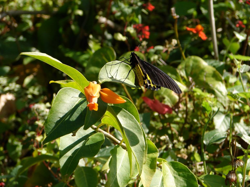 Butterfly World 436