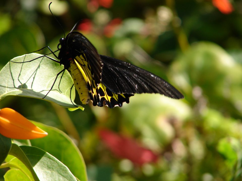 Butterfly World 437