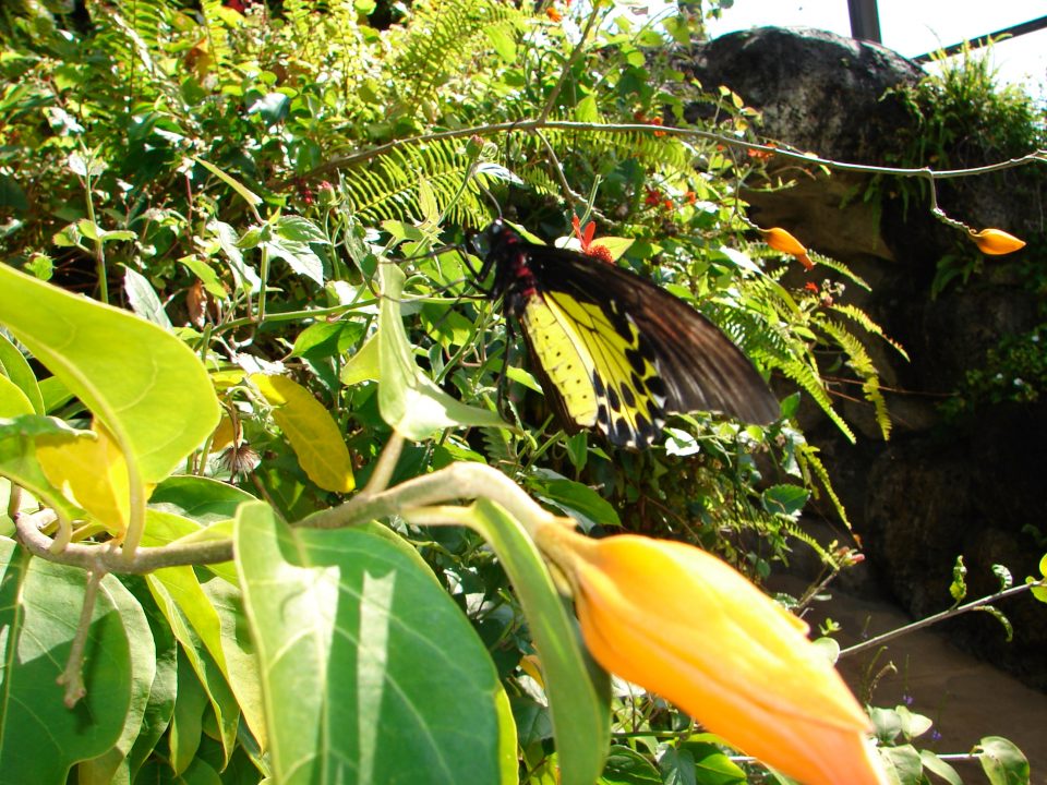 Butterfly World 438