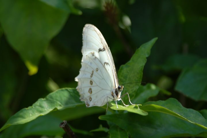 Butterfly World 44