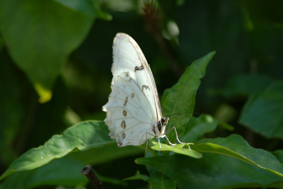 Butterfly World 44