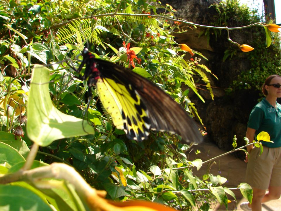 Butterfly World 440