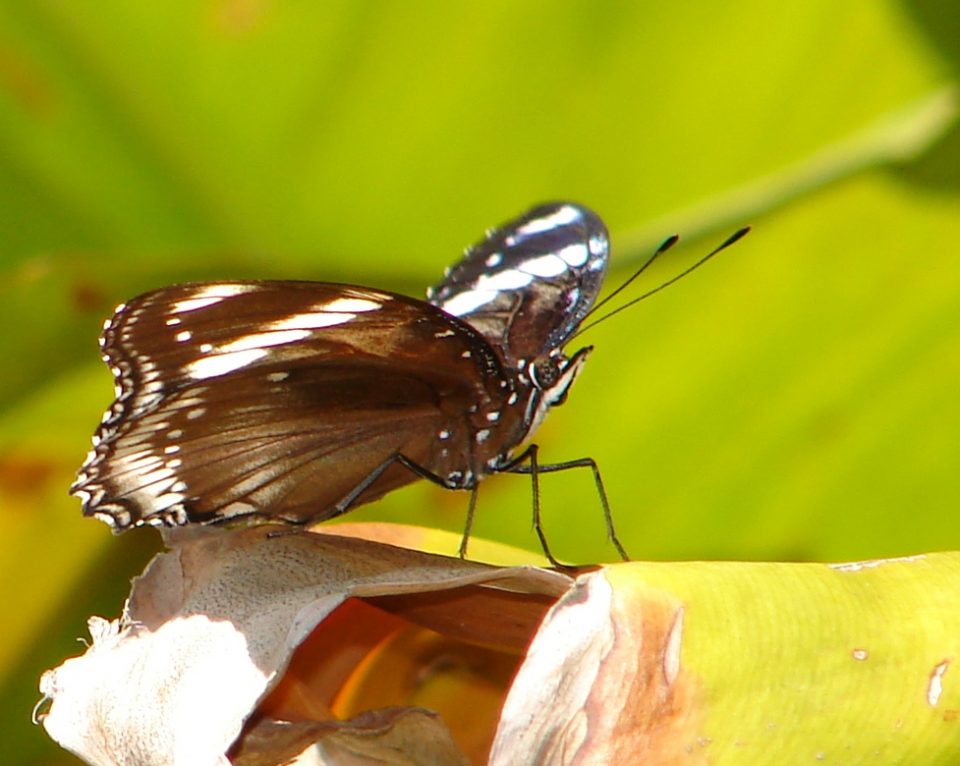 Butterfly World 441