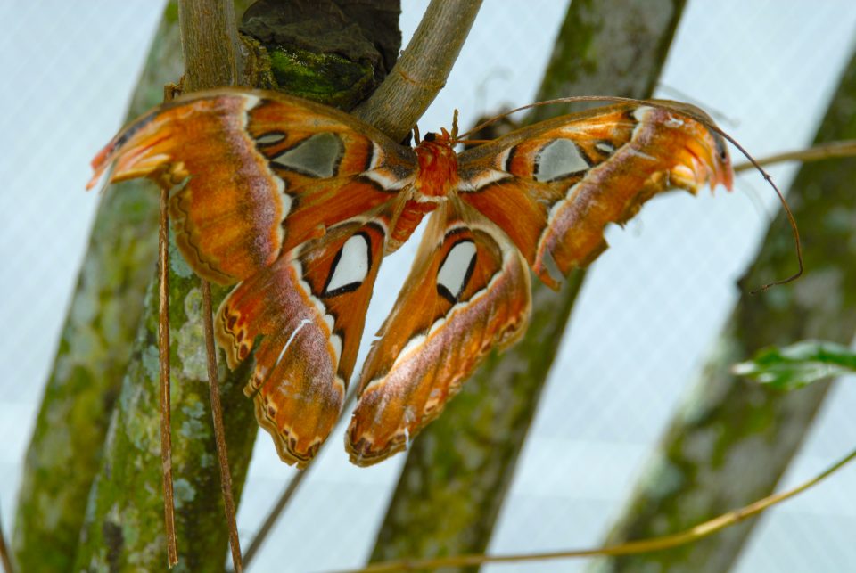 Butterfly World 48