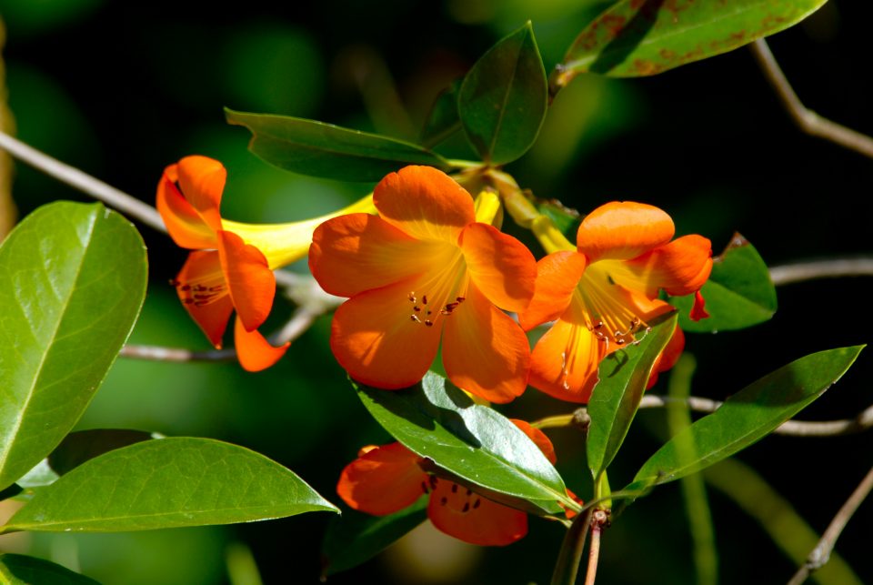 Butterfly World 60