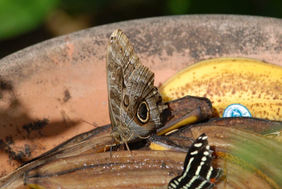 Butterfly World 66