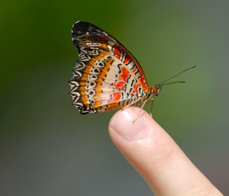 Butterfly World 74