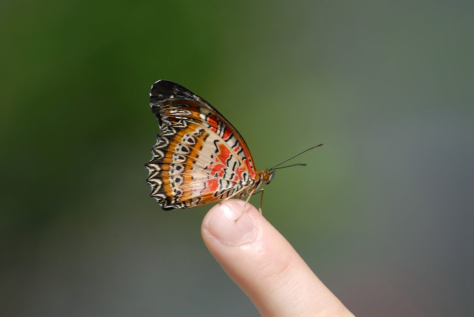 Butterfly World 75