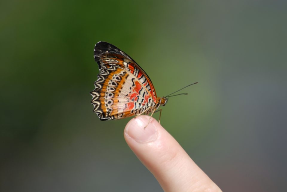 Butterfly World 76