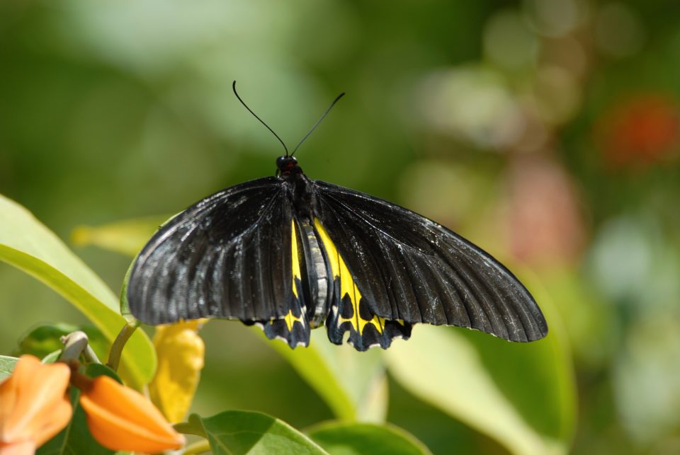 Butterfly World 77