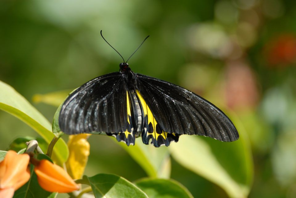 Butterfly World 78