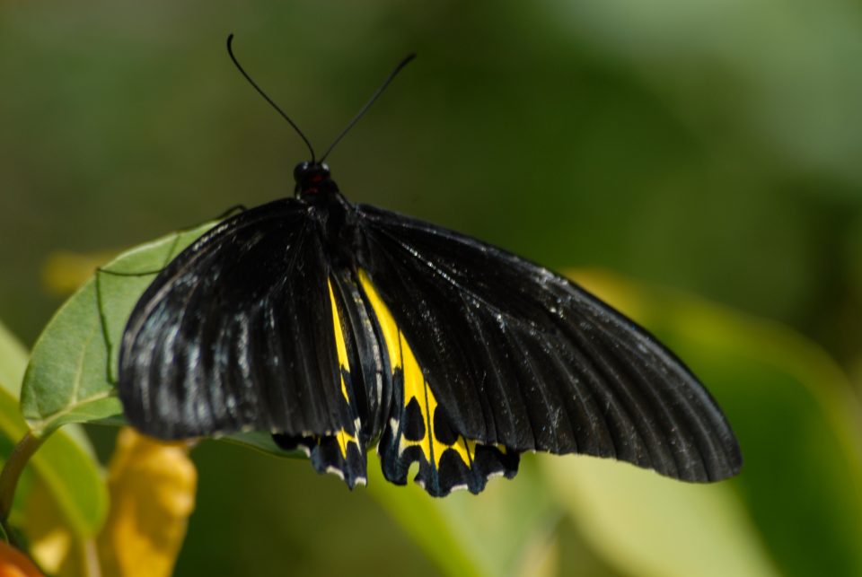 Butterfly World 80