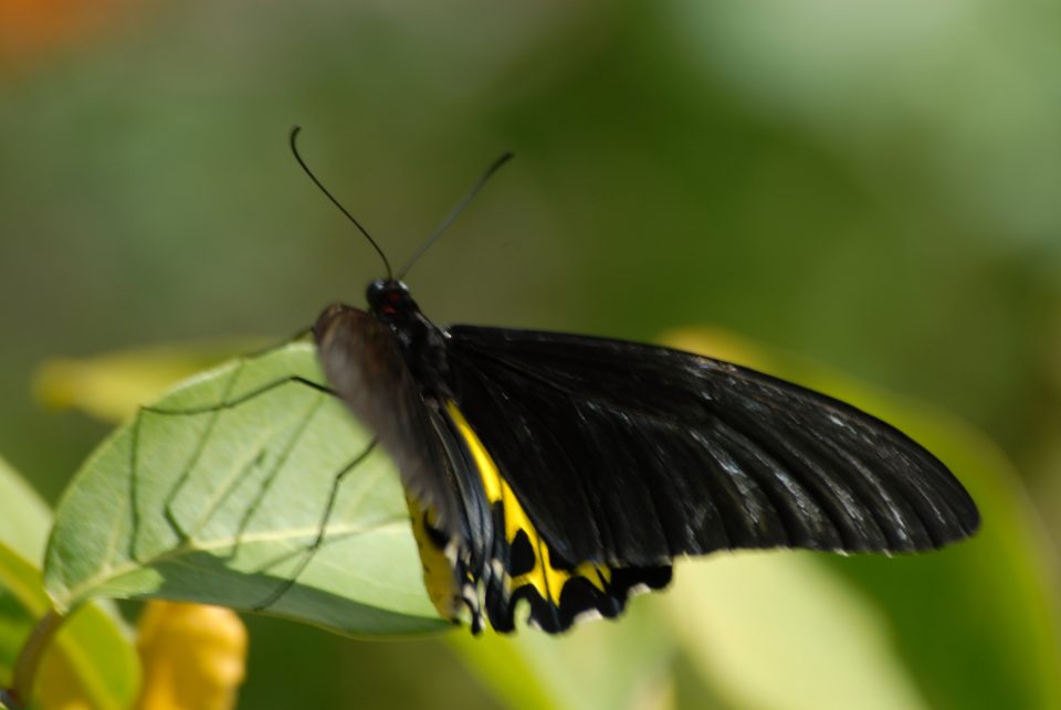 Butterfly World 82