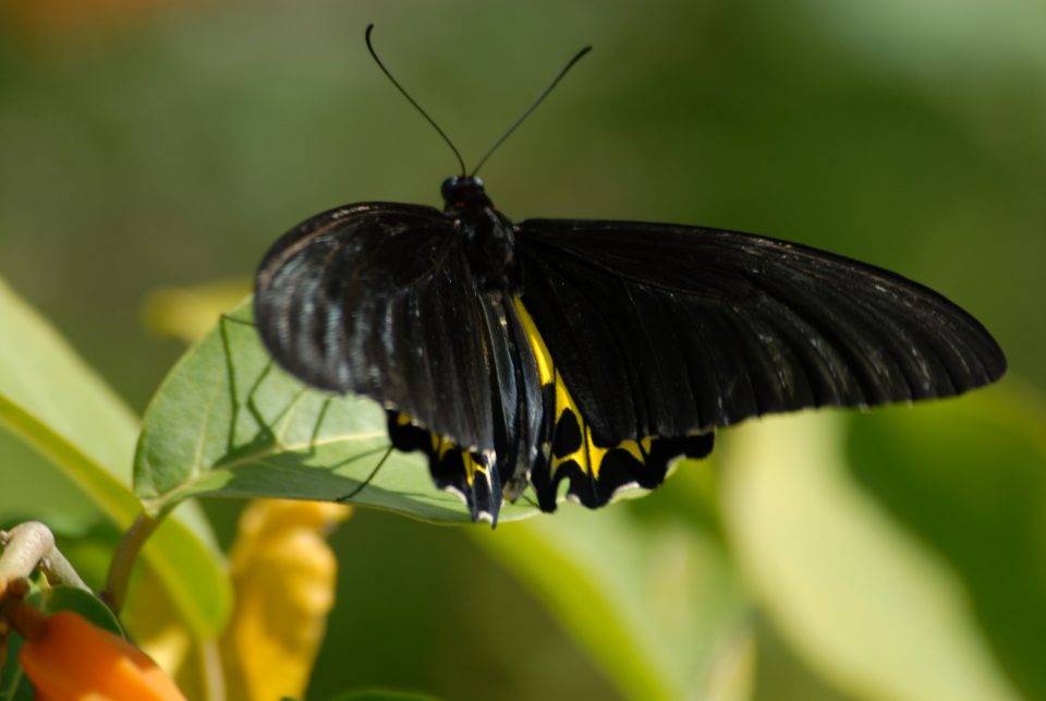 Butterfly World 84