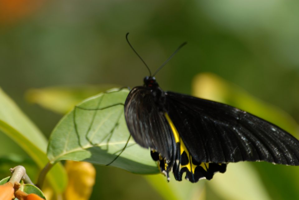 Butterfly World 85