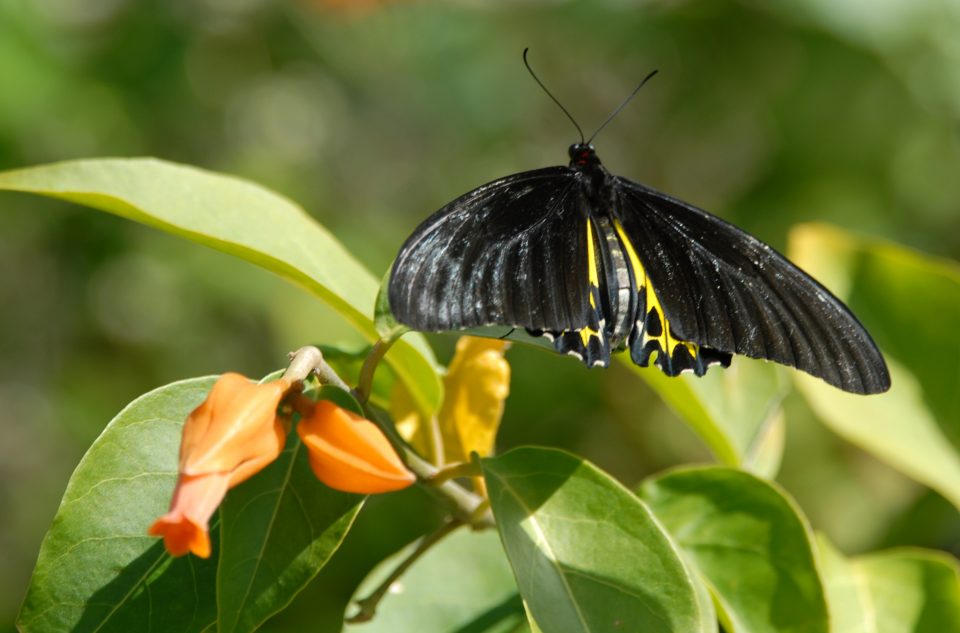 Butterfly World 86