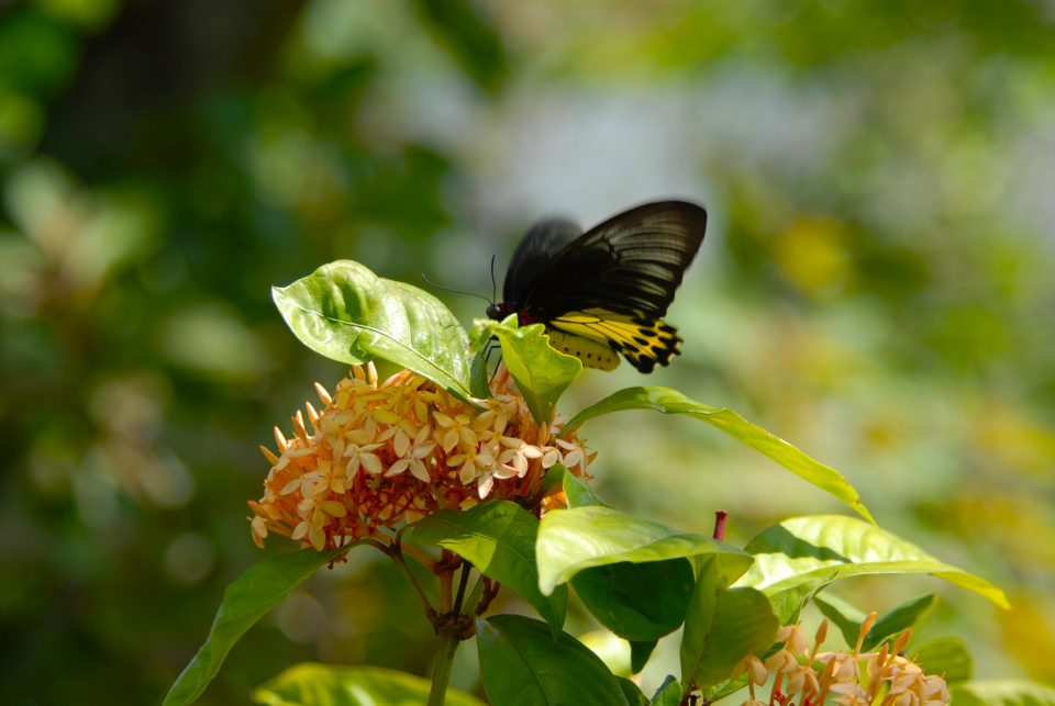 Butterfly World 88