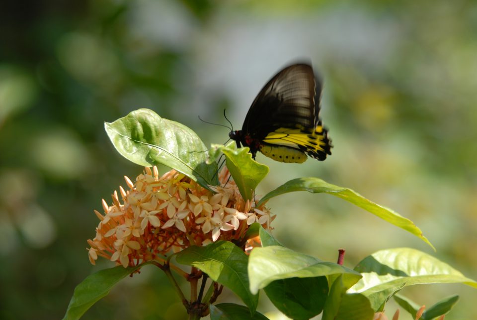 Butterfly World 89