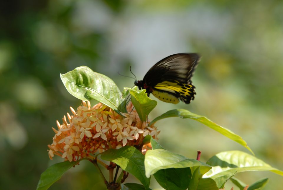 Butterfly World 90