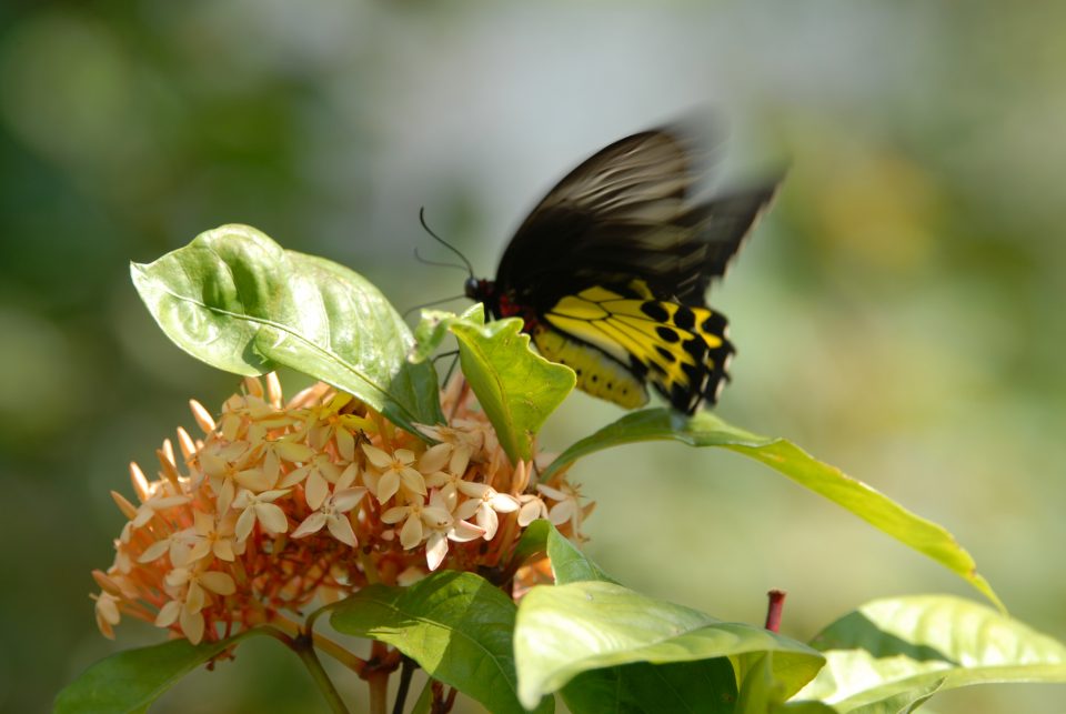 Butterfly World 93