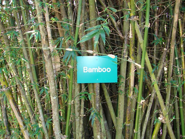 Bamboom