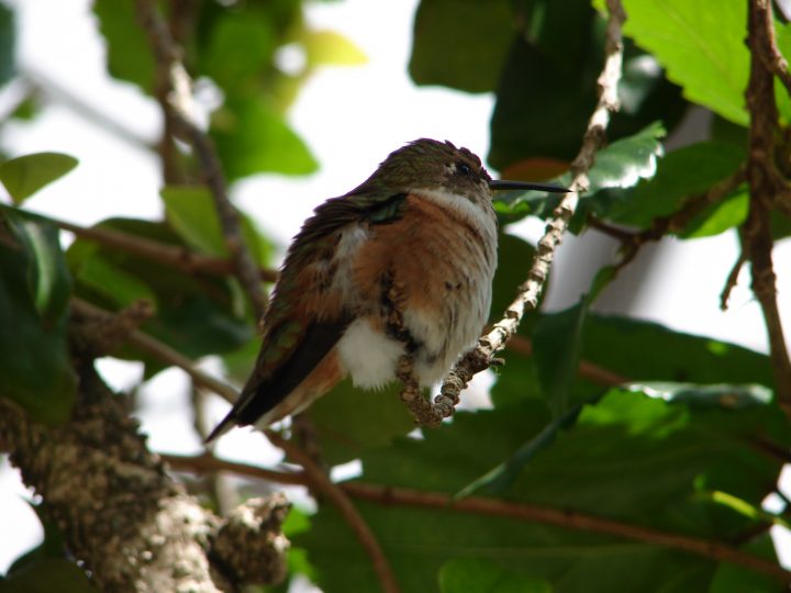 puffed up hummingbird