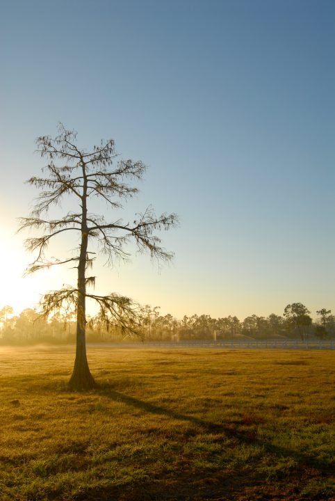 Sunrise Tree