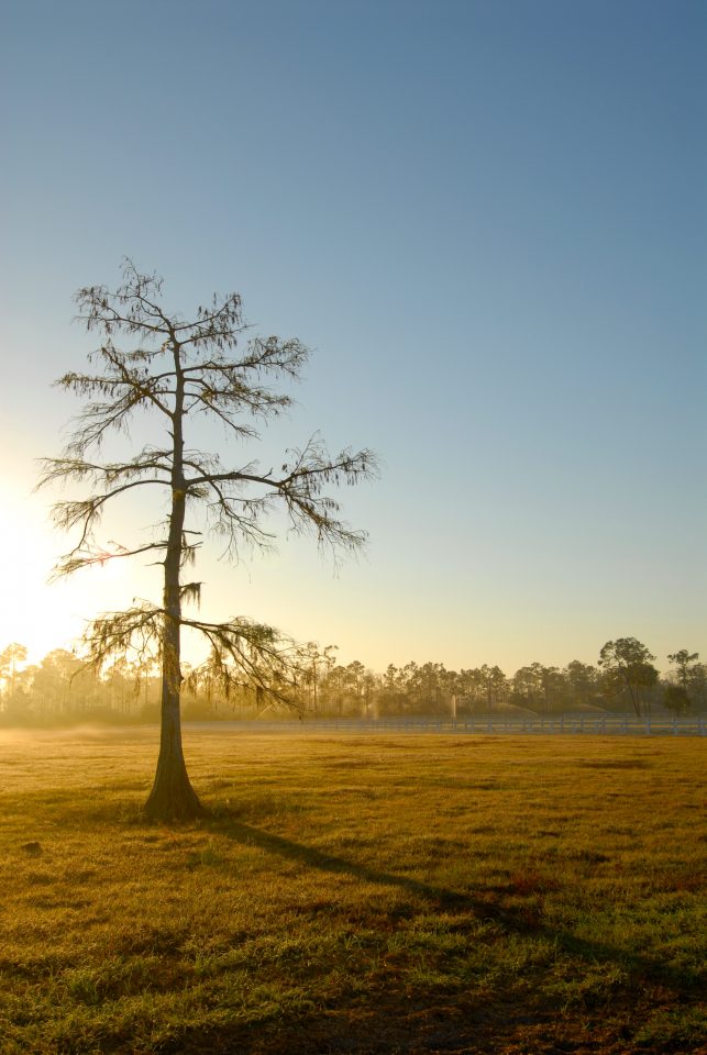 Sunrise Tree
