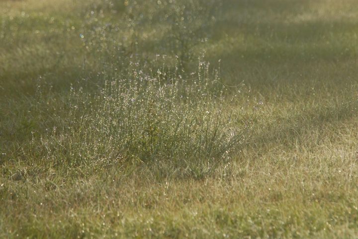DER_0250