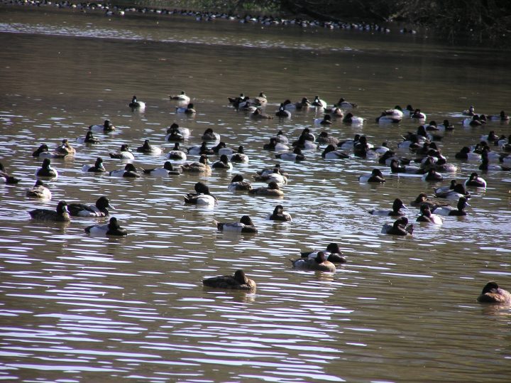birds