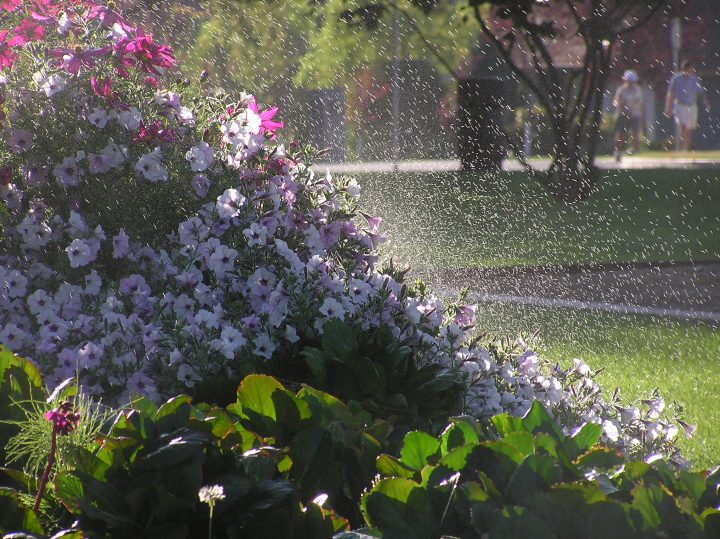 dew