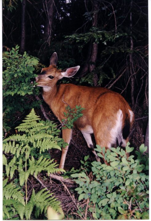 Deer