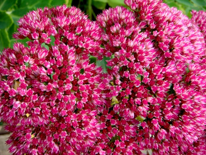 Flowers And Bugs