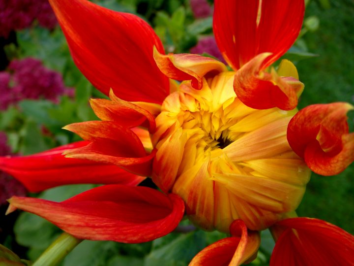 Flowers And Bugs