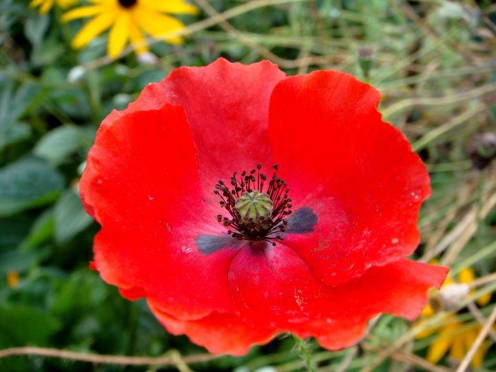 Flowers And Bugs