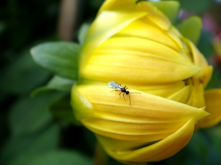 Flowers And Bugs