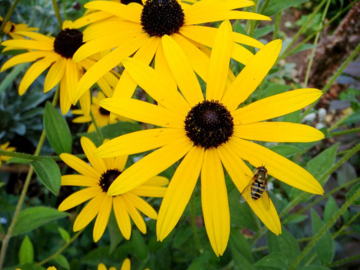 Flowers And Bugs