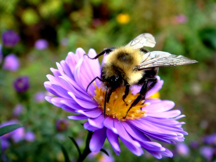 Flowers And Bugs