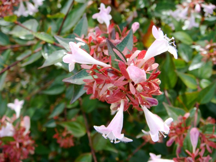 Flowers And Bugs