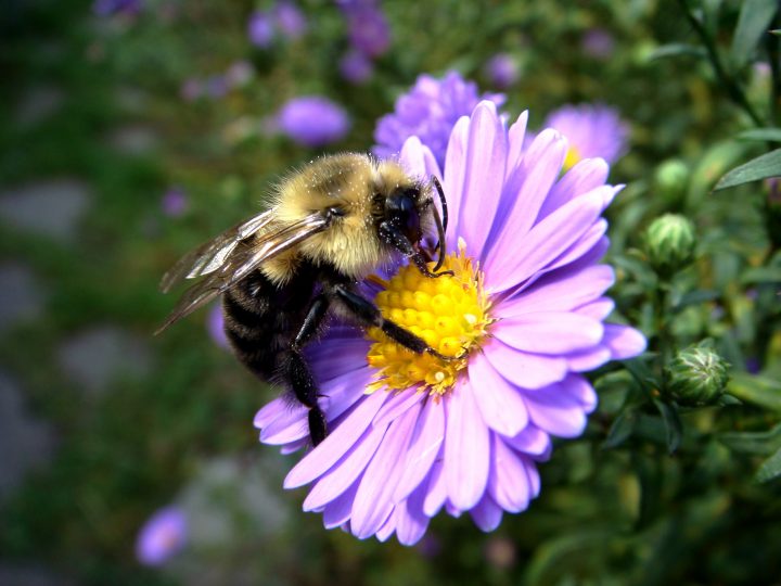 Flowers And Bugs