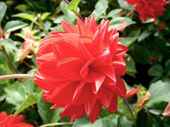 Flowers And Bugs
