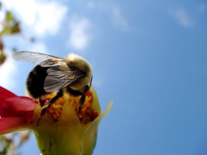 Flowers And Bugs